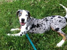 a dalmatian dog is laying in the grass