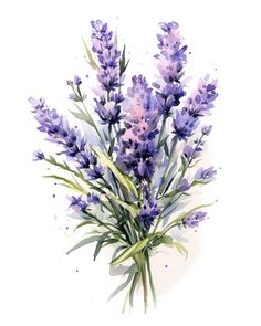 watercolor painting of lavender flowers on white background