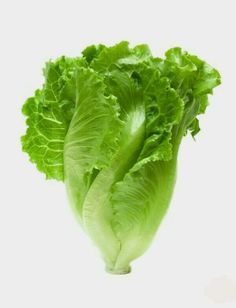 lettuce on white background with clipping path