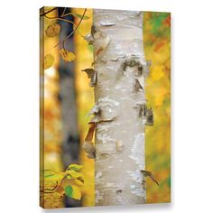 the trunk of a birch tree with yellow leaves on it in front of an autumn background