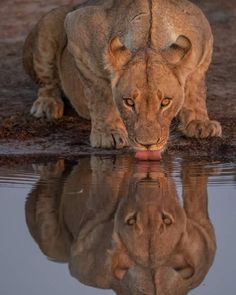 a lion drinking water with its reflection in the water