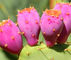 three pink flowers on top of a green plant