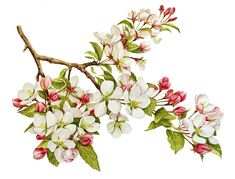 a branch with pink and white flowers on it