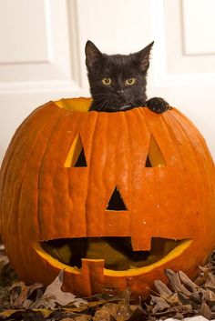 a black cat sitting on top of a pumpkin