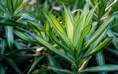 green leaves are growing in the grass