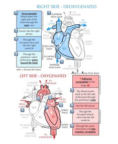 Flow Of Blood Through The Heart, Flow Of The Heart, Blood Flow Through The Heart, Nursing School Studying Cheat Sheets, Emt Study, Heart Circulation, Heart Valve, Studera Motivation, Nursing School Essential