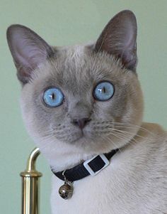 a siamese cat with blue eyes sitting next to a golden faucet and looking at the camera