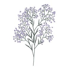 Baby's Breath Flower Drawing, Purple Baby Breath, Big Head Baby, Spring Cartoon, Sketch Flower, Cartoon Purple, Drawing Baby