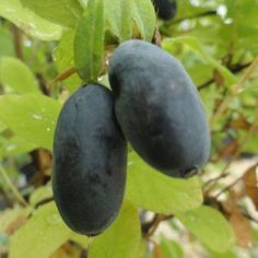 two plums hanging from a tree with green leaves