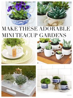 several different types of potted plants with the words make these adorable mini teacup gardens