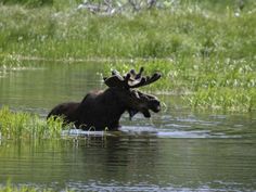 two moose are in the water and one is looking at something with its mouth open