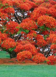 red flowers are blooming on the branches of trees