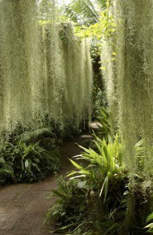 an outdoor garden with lots of plants growing on the walls and walkway leading up to it