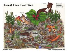 an image of a forest floor food web