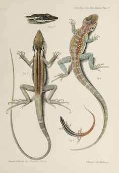 two lizards are standing next to each other on a white background, and one lizard is looking at the camera