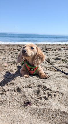 a brown dog laying on top of a sandy beach