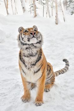 a tiger sitting in the snow looking up