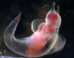 a close up of a jellyfish with its mouth open