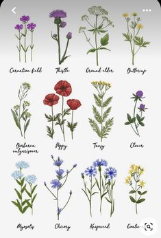 the different types of wildflowers are shown in this poster, with their names on them