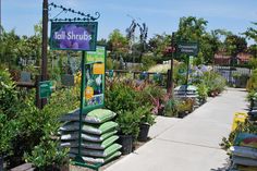 a garden filled with lots of plants next to a sign that says tall shrubes