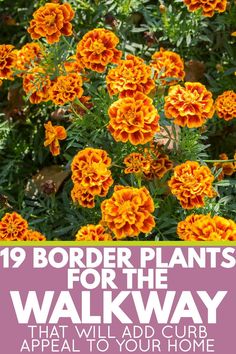 orange flowers with the words border plants for the walk way that will add curb appeal to your home