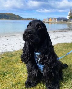 a black dog sitting on top of a grass covered field next to a body of water