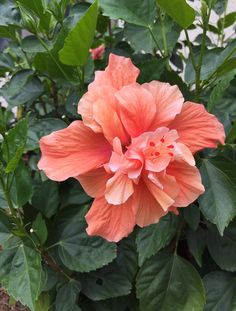 a large orange flower with green leaves around it's edges and the center part of its blooming petals