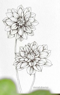 a drawing of two flowers in black and white