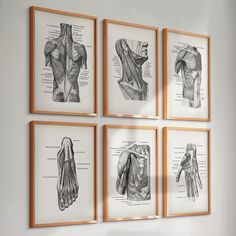 four framed muscles hanging on the wall