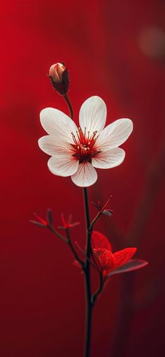 two white flowers with red stems against a dark red background in the foreground, one flower is budding