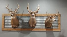 three deer heads mounted on a wall