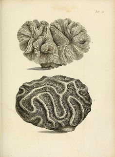 two different types of corals are shown in this drawing