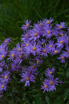 some purple flowers are growing in the grass