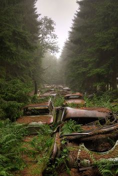 many old rusted cars in the middle of a forest filled with trees and ferns