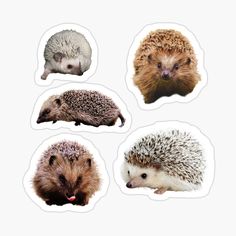 four hedgehogs stickers on a white background