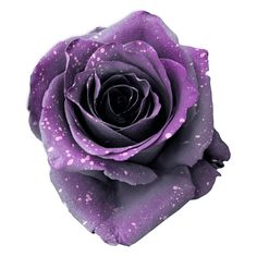 a purple rose with water droplets on it's petals is shown against a white background