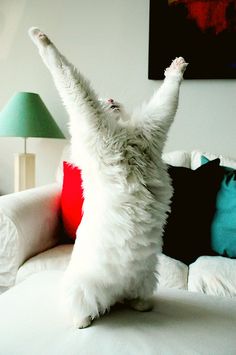 a white cat standing on its hind legs in the air