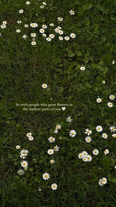 white daisies growing in the grass with a quote on it that says, be with people who grow flowers in their heart