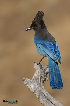 a blue and black bird sitting on top of a tree branch