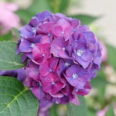 a purple flower with green leaves in the foreground