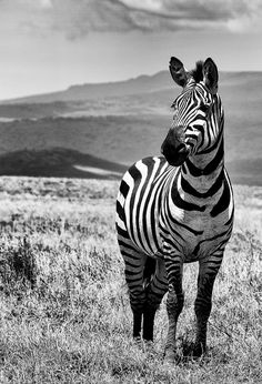 a zebra standing on top of a dry grass covered field with mountains in the background