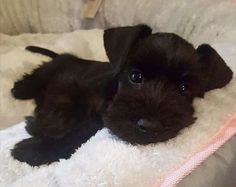 a small black puppy laying on top of a white blanket