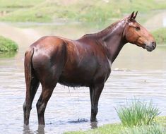 a brown horse standing in water next to grass