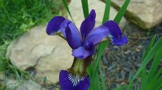 a purple flower sitting on top of a lush green grass covered field next to rocks