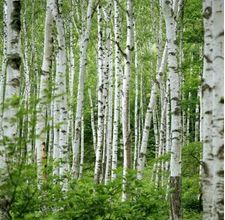 a forest filled with lots of tall white trees covered in lush green leaves and foliage