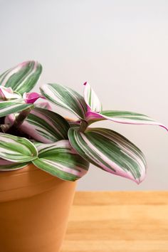 a potted plant with pink and white stripes on it's leaves sits on a wooden table