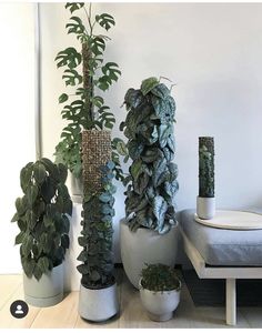 several potted plants are sitting on the floor in front of a white wall and bed