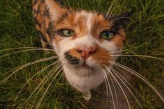 an orange and white cat with green eyes standing in the grass looking up at the camera