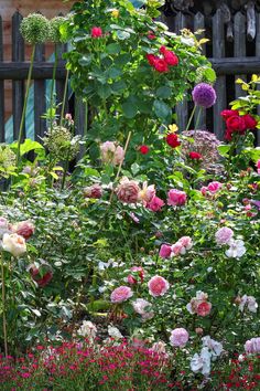 Small Cottage Garden Ideas Backyard Cottage Garden, Small Cottage Garden Design, Front Yard Cottage Garden, Modern Cottage Garden, Cottage Garden Design Ideas, Small Cottage Garden, French Cottage Garden, Cottage Garden Ideas, Small Cottage Garden Ideas