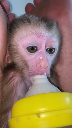 a baby monkey drinking from a yellow bottle